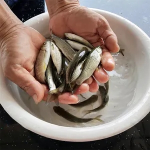 ���~(y��)�~(y��)��