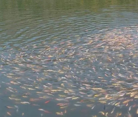 �B(y��ng)ֳ����