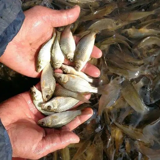 src=http___image.cnhnb.com_image_jpeg_head_2019_04_25_9fb71cbf11e14ed39786685b65daec88.jpeg_imageView2_1_w_525_h_525_format_jpg_interlace_1_quality_100!_ignore-error_1&refer=http___image.cnhnb.webp.jpg src=http___image.cnhnb.com_image_jpeg_head_2019_04_25_9fb71cbf11e14ed39786685b65daec88.jpeg_imageView2_1_w_525_h_525_format_jpg_interlace_1_quality_100!_ignore-error_1&refer=http___image.cnhnb.webp.jpg